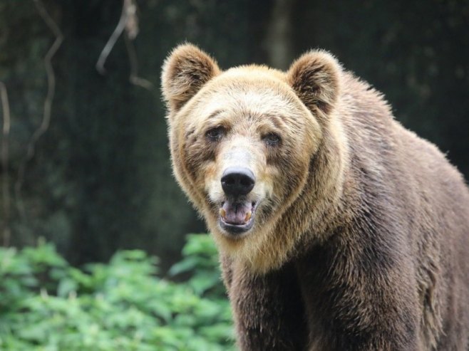 Медвјед напао човјека док је џогирао на брду изнад Банске Бистрице у Словачкој