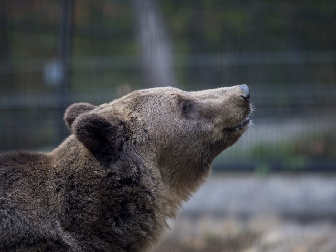 Медвјед напао човјека док је џогирао у Словачкој