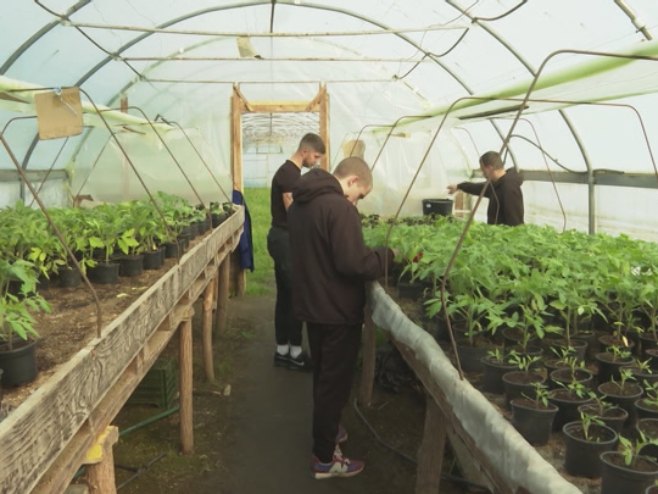 Приједор: У Пољопривредној школи ученици производе расад поврћа у пластенику