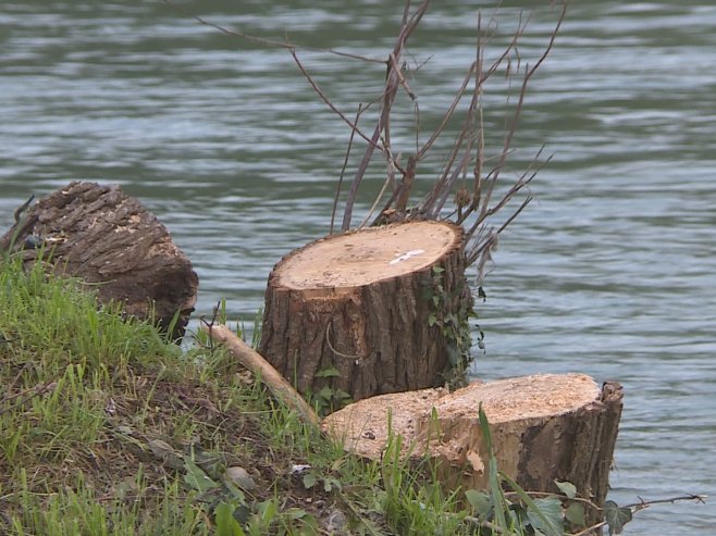 Сјеча стабала уз Врбас - Фото: РТРС
