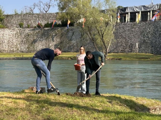 Група младих посадила саднице на мјесту посјечених стабала на обали Врбаса (ФОТО/ВИДЕО)