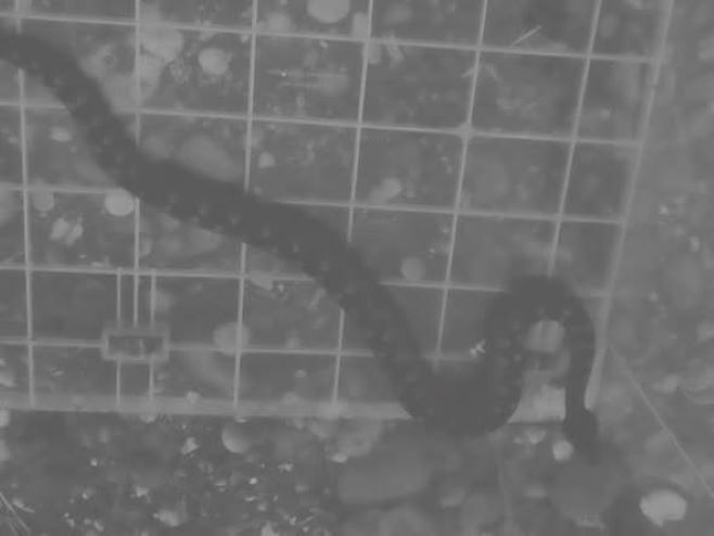 Змије отровнице у близини школе