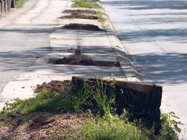 Бањалука осванула без још једног дрвореда; Када ће се престати са девастациом градског зеленила?