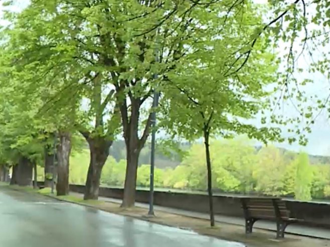 Нови Град: Пољски јасен да би био сачуван, биће посађен у водозаштитном подручју у Млаквама (ВИДЕО)