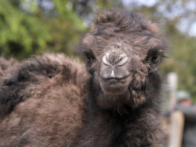 Изненађење у Београдском зоо-врту – рођена беба двогрбе камиле, име тек кад се сазна пол младунчета (ФОТО)