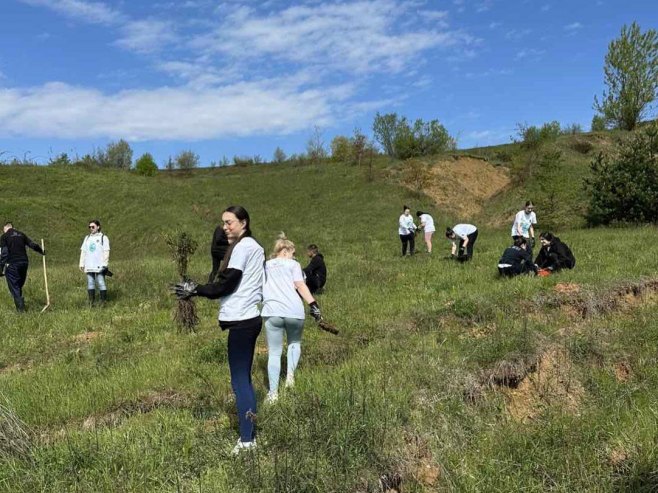 Засађено 500 стабала у акцији пошумљавања