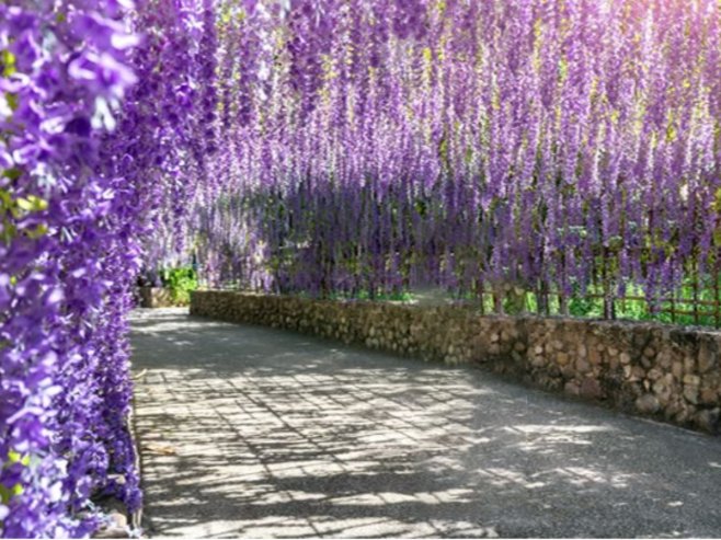Осамдесетогодишња стабла глициније атракција билећког насеља