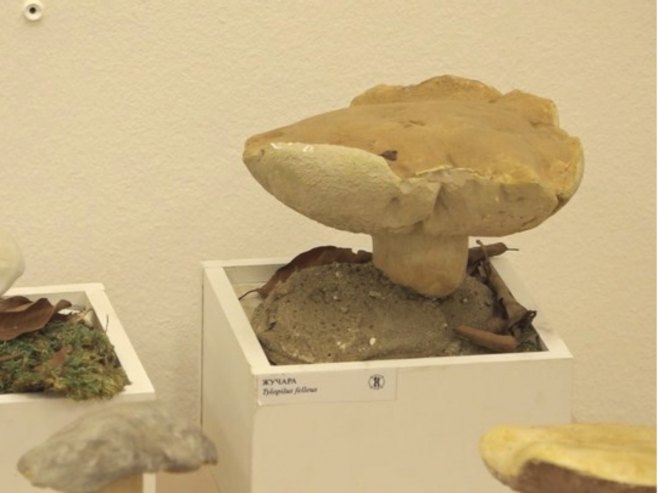 У Музеју Козаре отворена едукативна изложба гљива (ВИДЕО)