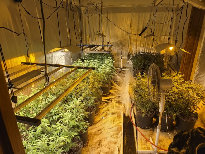 КС: Пронађено пет лабораторија за узгој марихуане, ухапшена жена