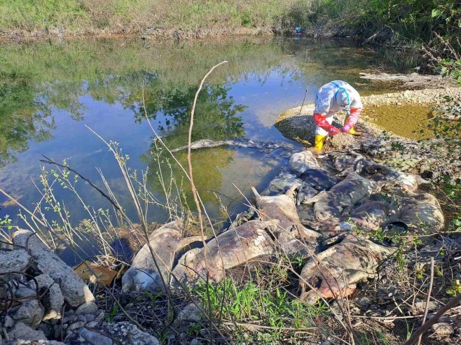Бијељина - пронађене угинуле свиње - Фото: СРНА