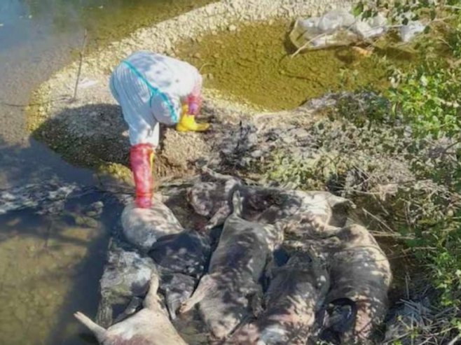 На обали Дрине код Бијељине пронађене угинуле свиње; Тражи се хитно утврђивање одговорности