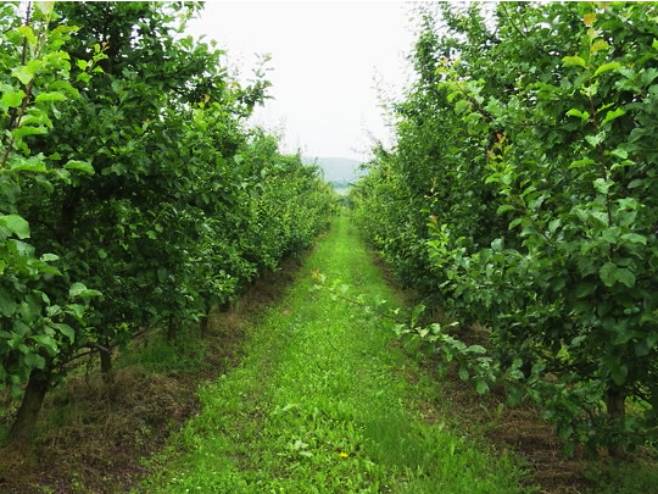 Најављени мраз у нижим предјелима могао би наштетити ратарским културама, воћу и поврћу