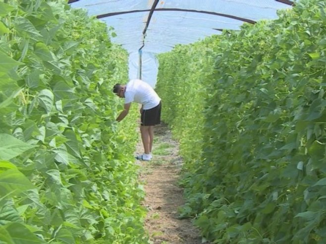 Боранија из увоза чека домаћу из пластеника: Купци негодују због високе цијене (ВИДЕО)