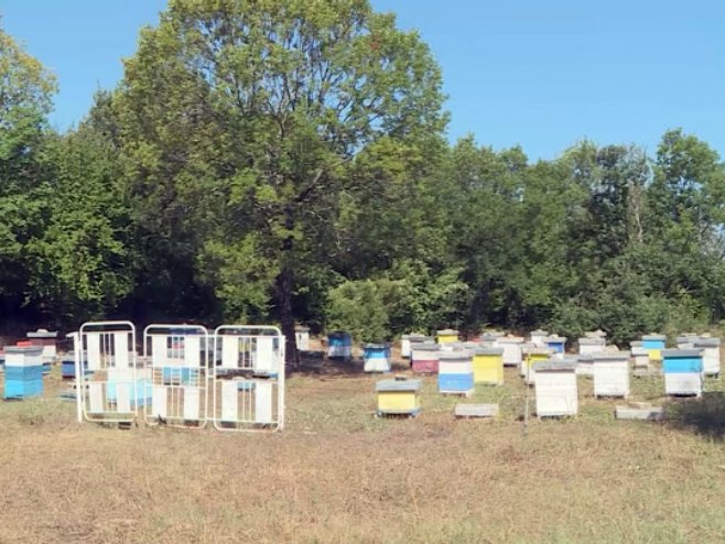 Седамдесет кошница, и традиција дуга један вијек; Газдинство Ковачевић, воде четири жене, у селу код Требиња