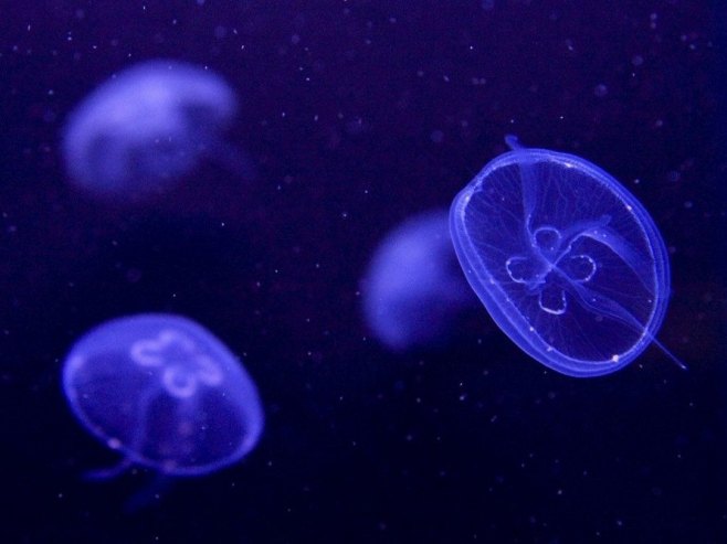 Инвазија медуза зауставила три реактора у највећој нуклеарној електрани Француске