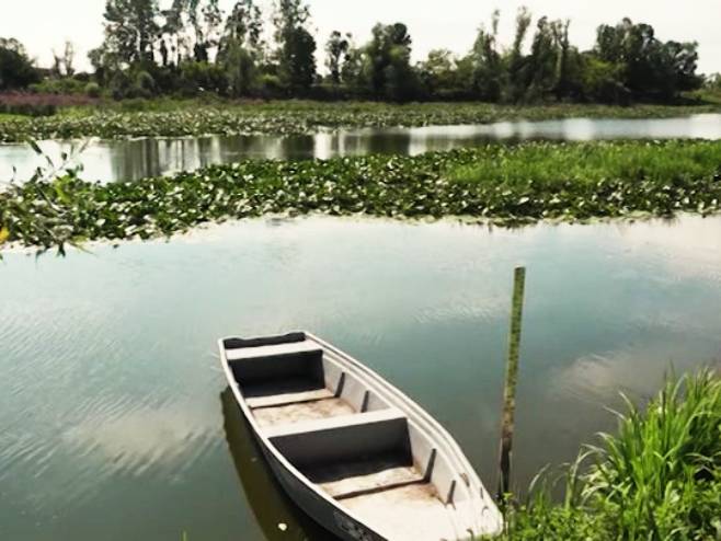 Тропске температуре угрозиле живот риба у бари Тишина код Шамца (ВИДЕО)