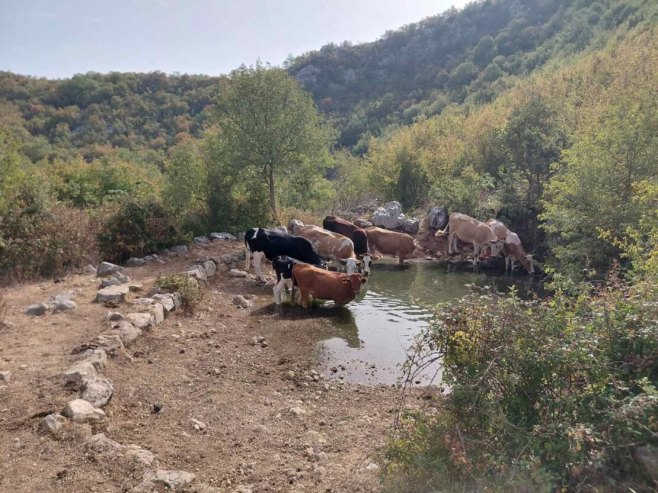 Требиње - вода за стоку Требиње - вода за стоку - Фото: СРНА