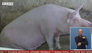 Српска Данас