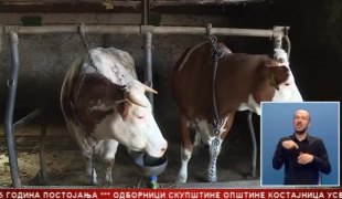 Српска Данас