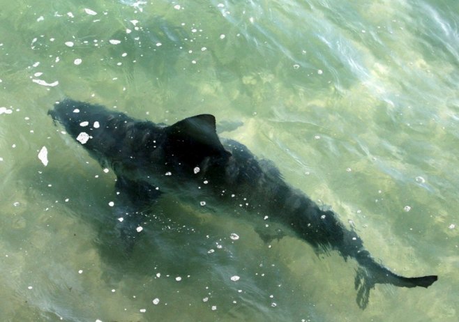 Ајкула (фото: EPA/Jaume Sellart - илустрација) - 